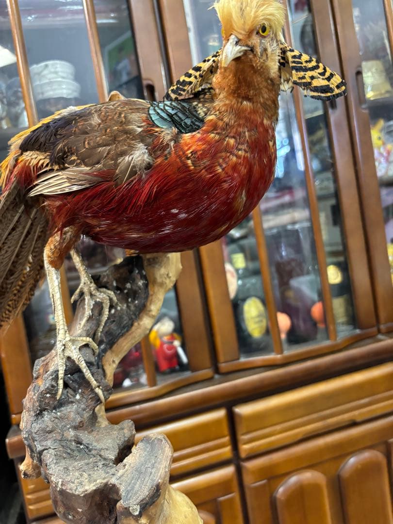 キジの 剥製 木製 の台座 鳥の置物 高さ約７１cm 大特価激安