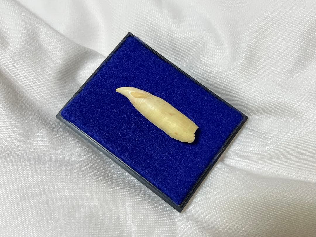 バンドウイルカの牙(歯)