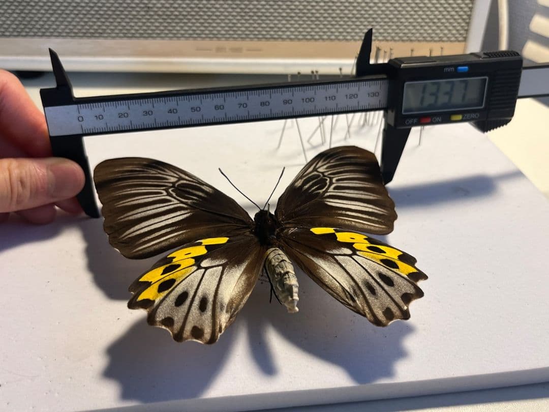 サビモンキシタアゲハ 蝶 外国産蝶標本 標本