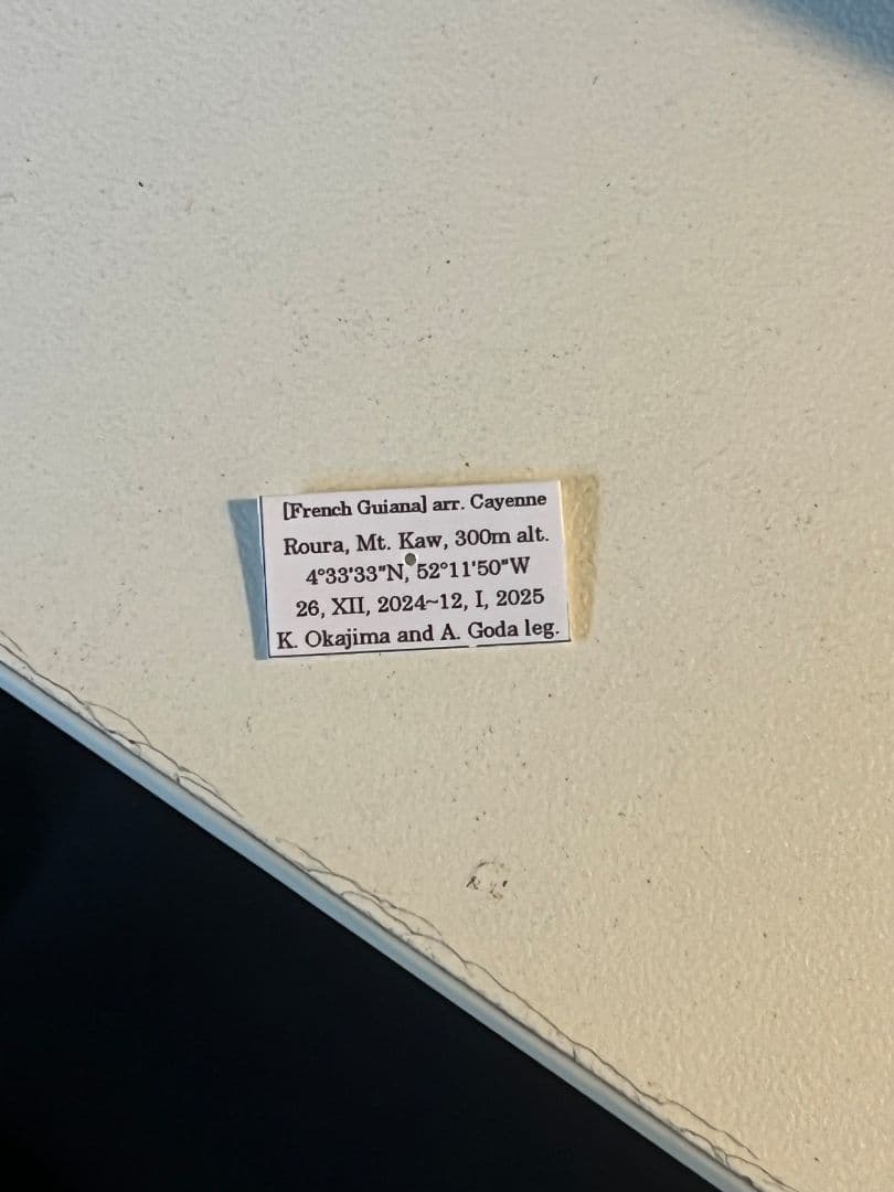 【蜚開翅】ブラベルスギガンテウス ゴキブリの標本 レッドローチデュビア