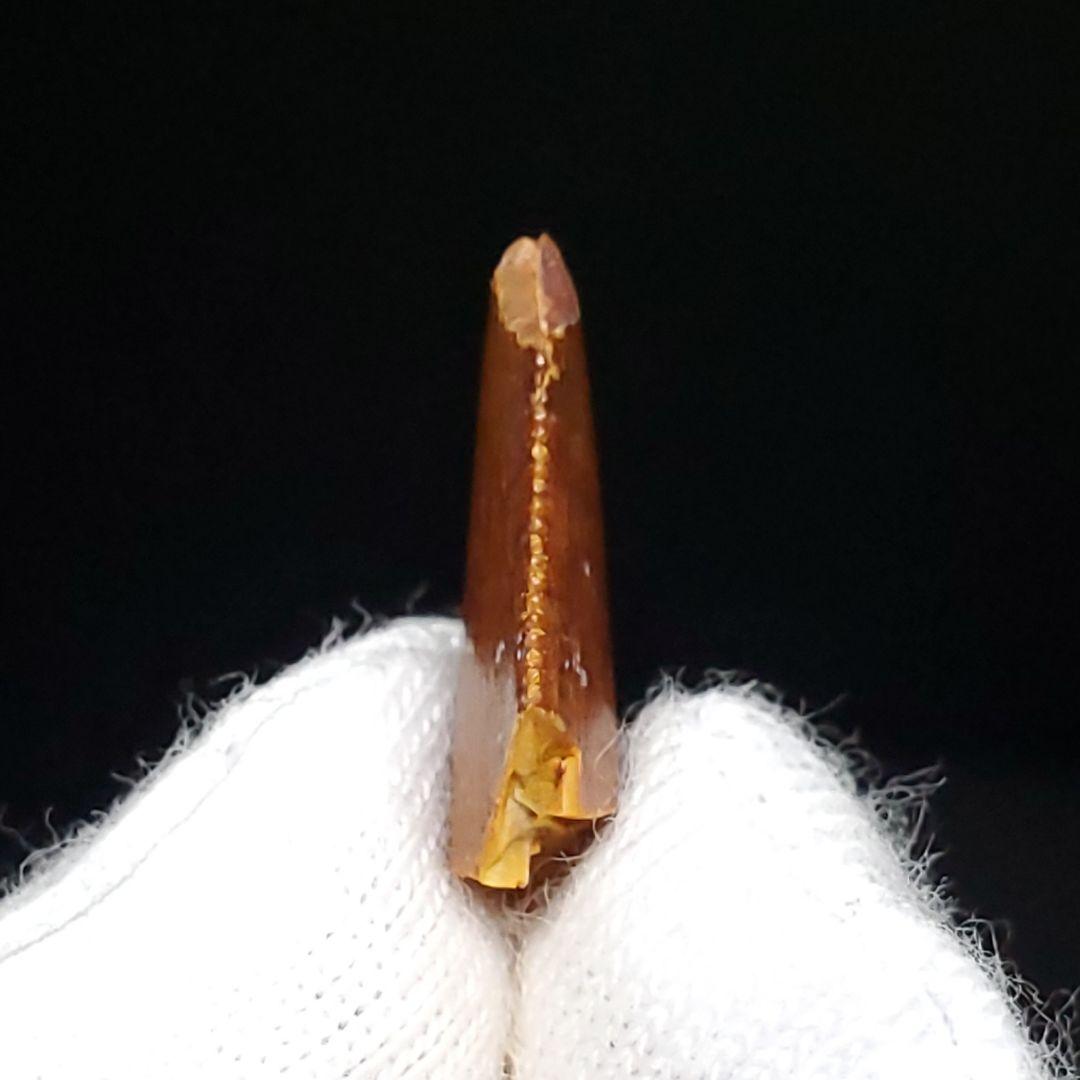 美品 ラプトル 化石 歯 恐竜 本物 ケース付き 14.05mm fra22