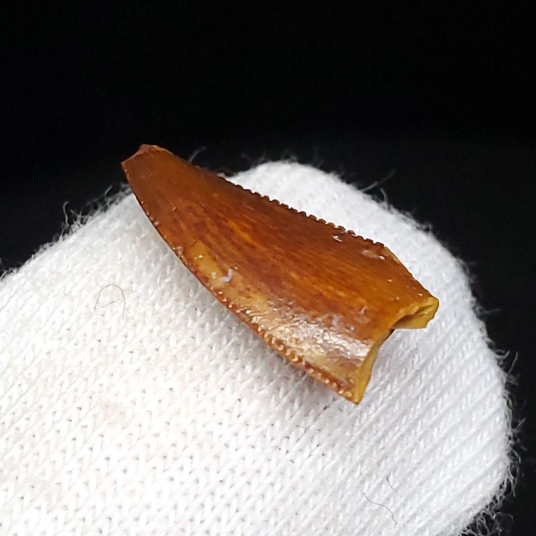 美品 ラプトル 化石 歯 恐竜 本物 ケース付き 14.05mm fra22