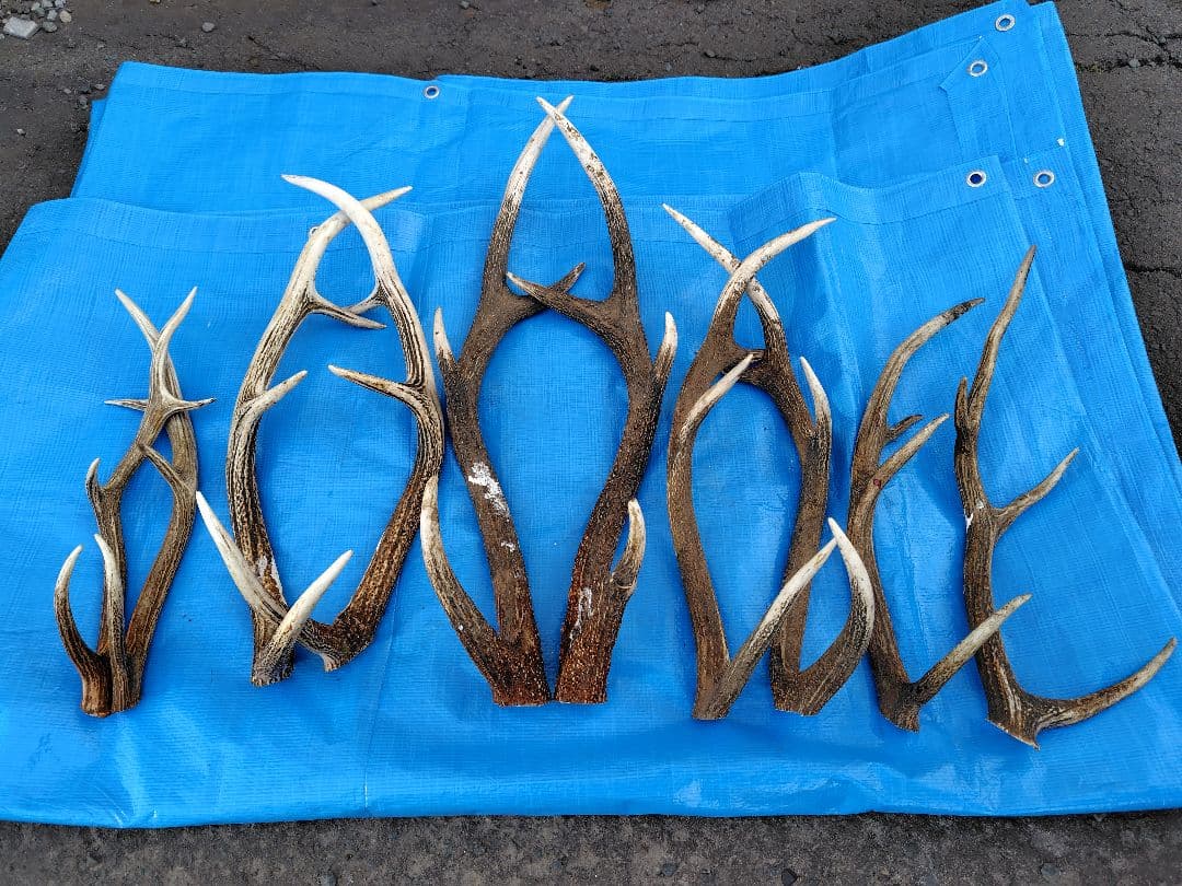 クラフト！蝦夷鹿の角１０本セット！！