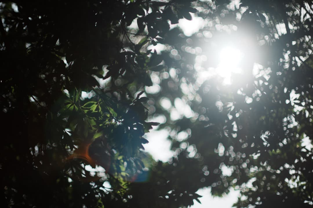 【鷹の目】ミノルタ MC-ROKKOR PG 58mm F1.2 前期 460