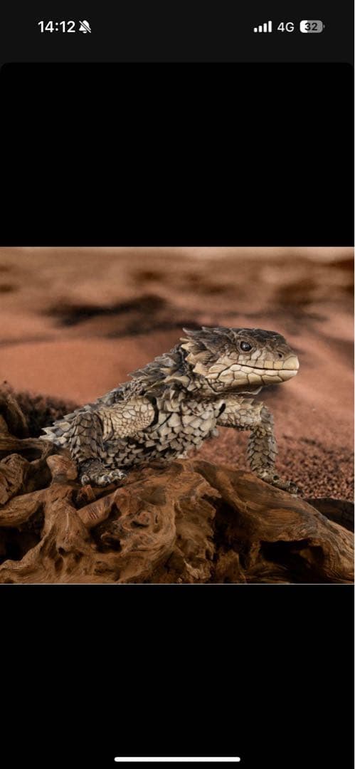 最安値　いきもの大図鑑アルティメット オオヨロイトカゲ 新品未開封 ❷