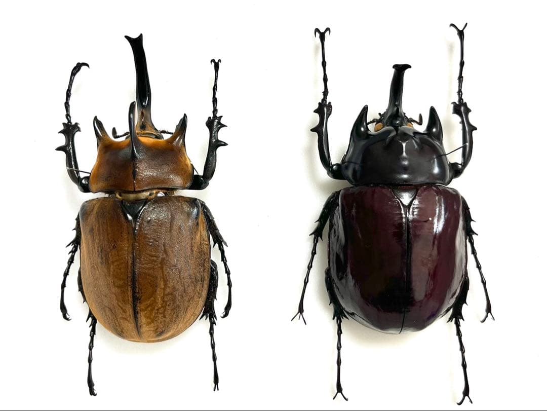 ギアスゾウカブト102mm　ヤヌスゾウカブト　94mm 標本　セット