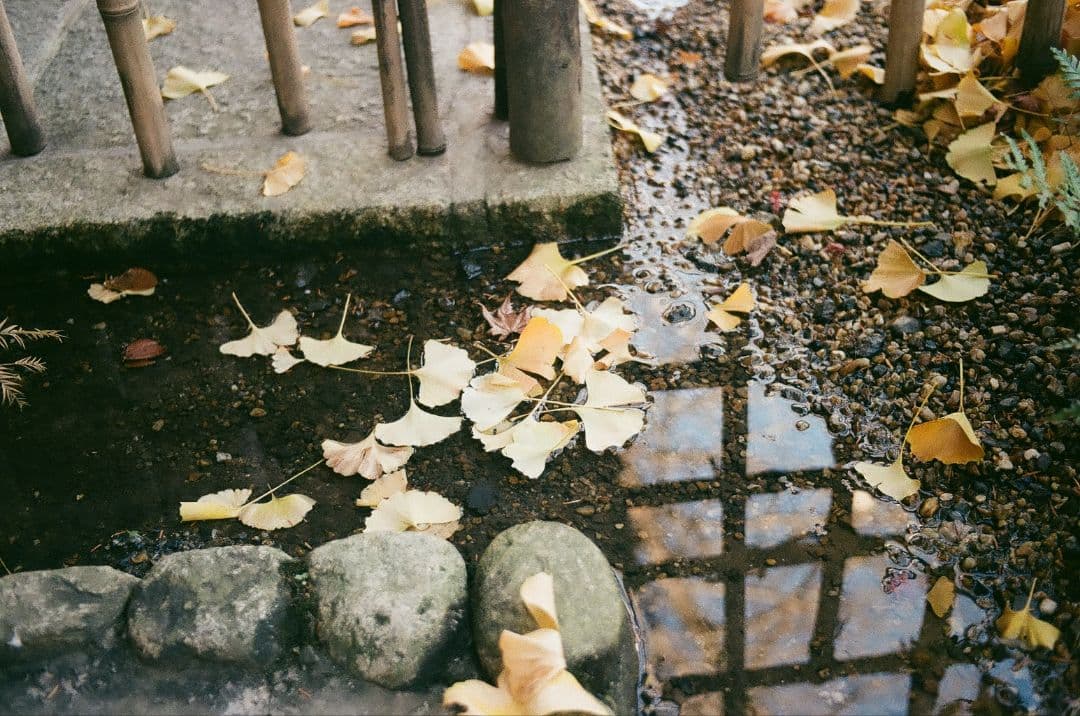 PENTAX MX フィルム一眼レフシルバー M50mm F1.4作例あり