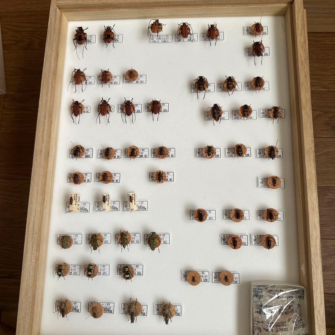 カミキリムシ標本❌3