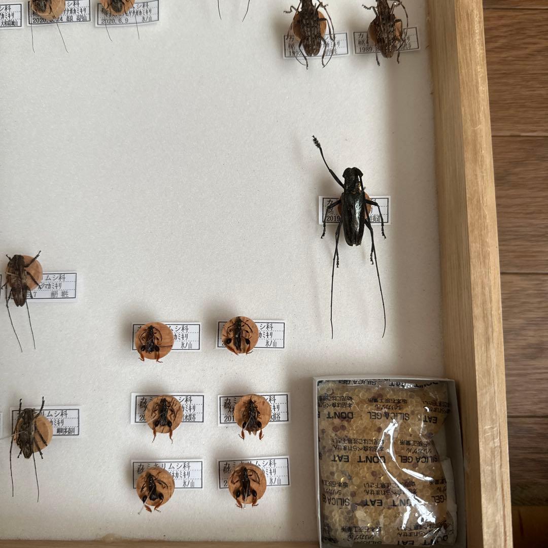 カミキリムシ標本❌3