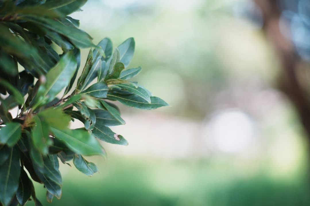 【極美品】ミノルタ MC-ROKKOR PF 85mm F1.7 後 663