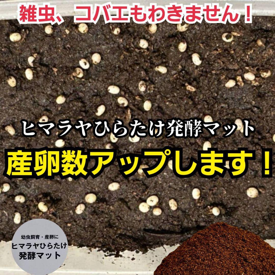 カブトムシの産卵に抜群！ヒマラヤひらたけ発酵マット【60L】雑虫がわきません！