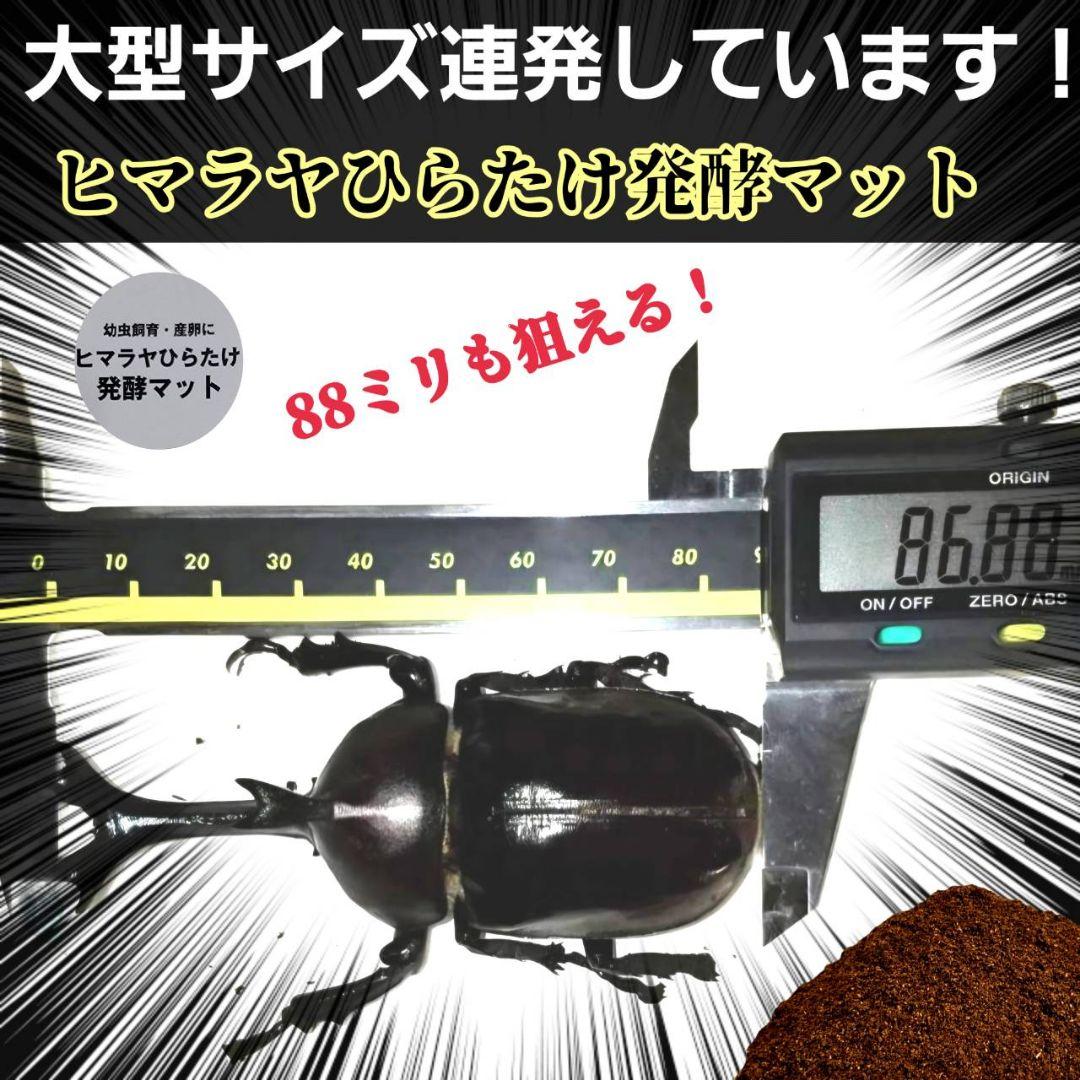 カブトムシの産卵に抜群！ヒマラヤひらたけ発酵マット【60L】雑虫がわきません！