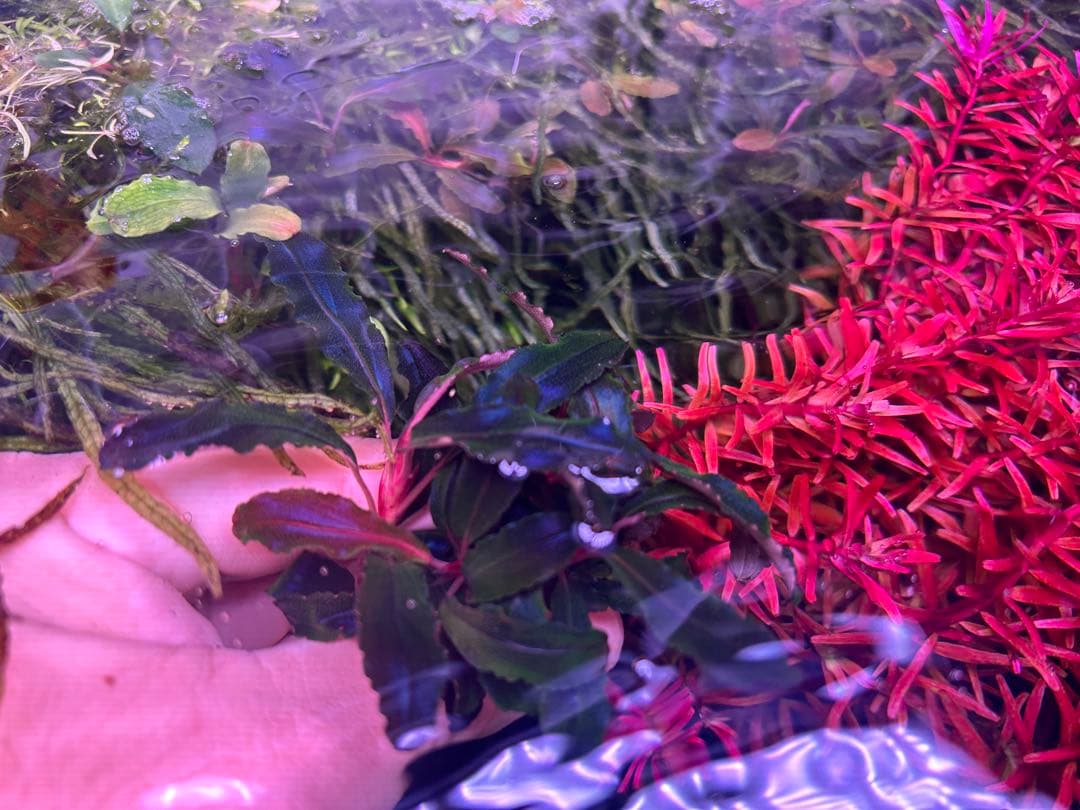 たおBucephalandr 各種