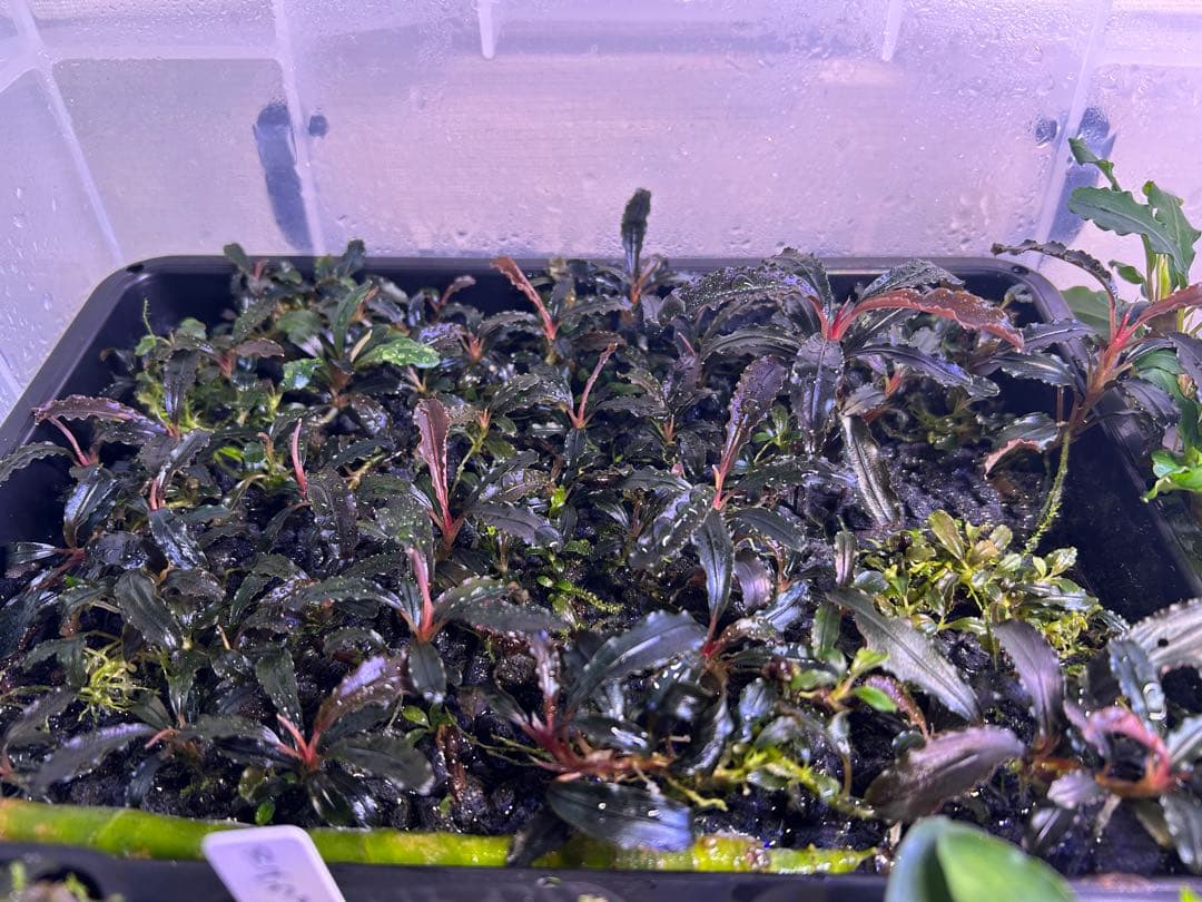 たおBucephalandr 各種