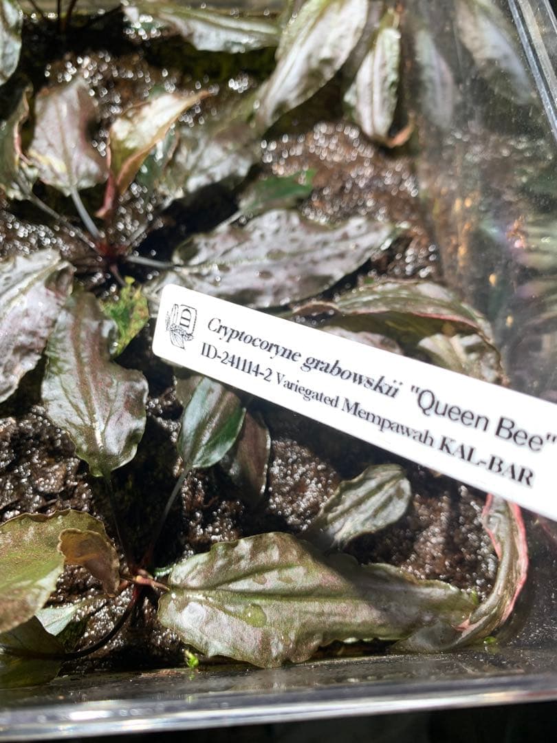 Cryptocoryne grabowskii \"Queen Bee\"クリプト