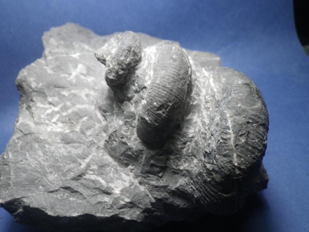 国産化石 異常巻 ２６０１２１