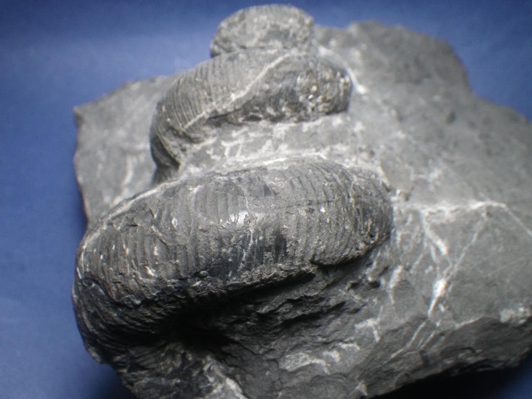 国産化石 異常巻 ２６０１２１