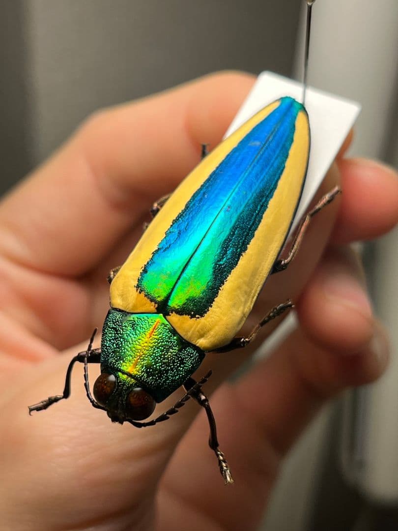 【亜玉虫最高峰】キベリルリタマムシ リンバータルリタマムシ昆虫標本　きらめく甲虫