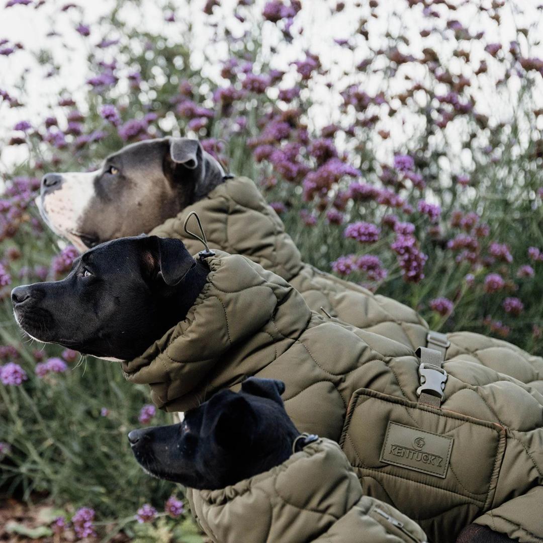 Kentucky Dogwear 未使用ベルギー ドッグコート 中綿入り