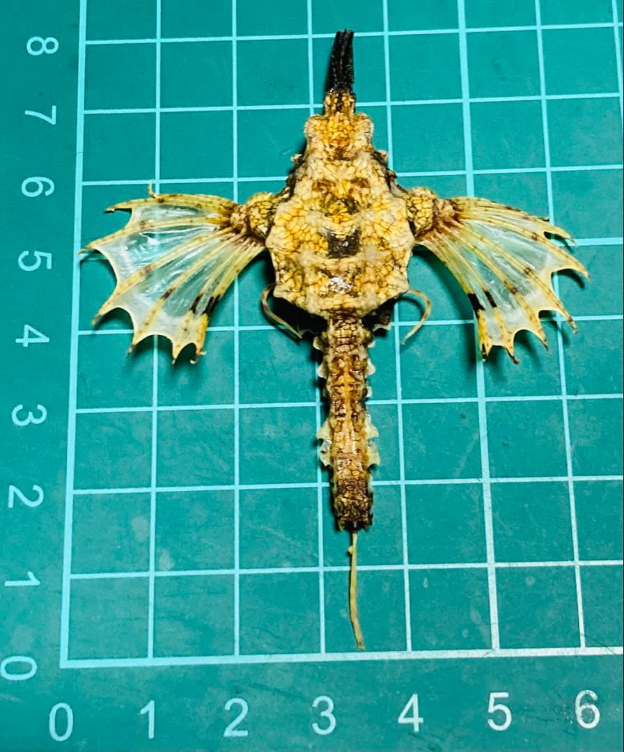 ウミテング 乾燥標本①　海　魚　レア　標本