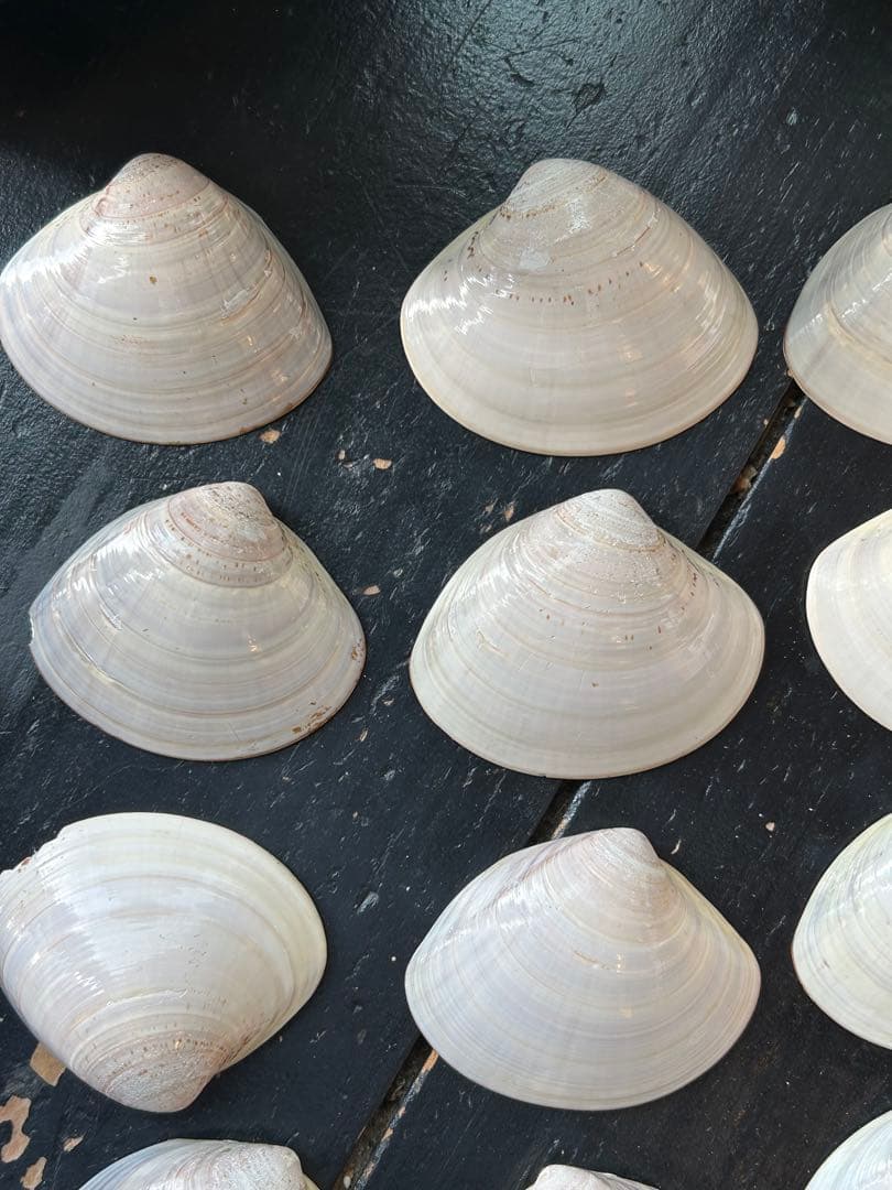 貝桶　2個セット