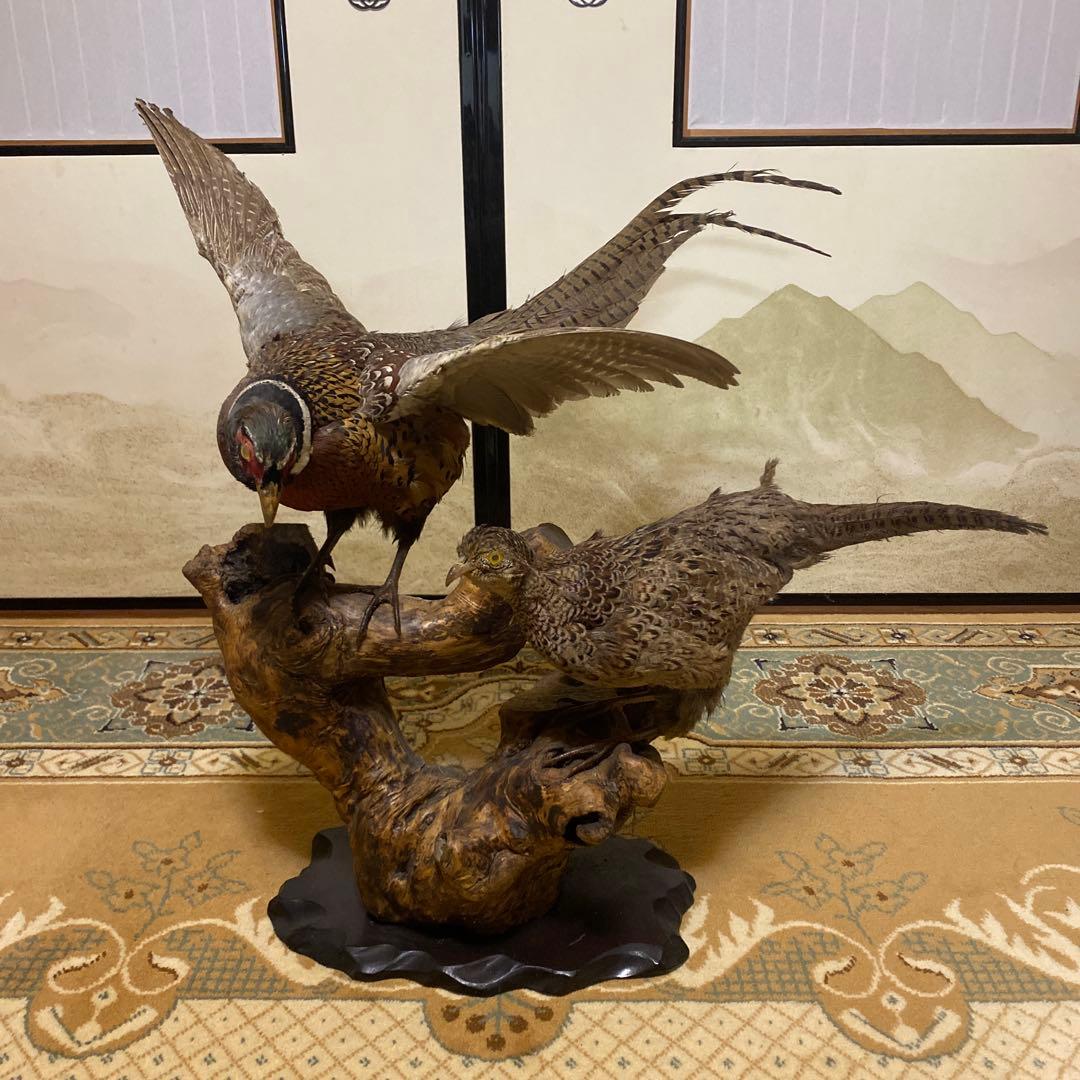 2匹の孔雀の剥製 (昭和期)