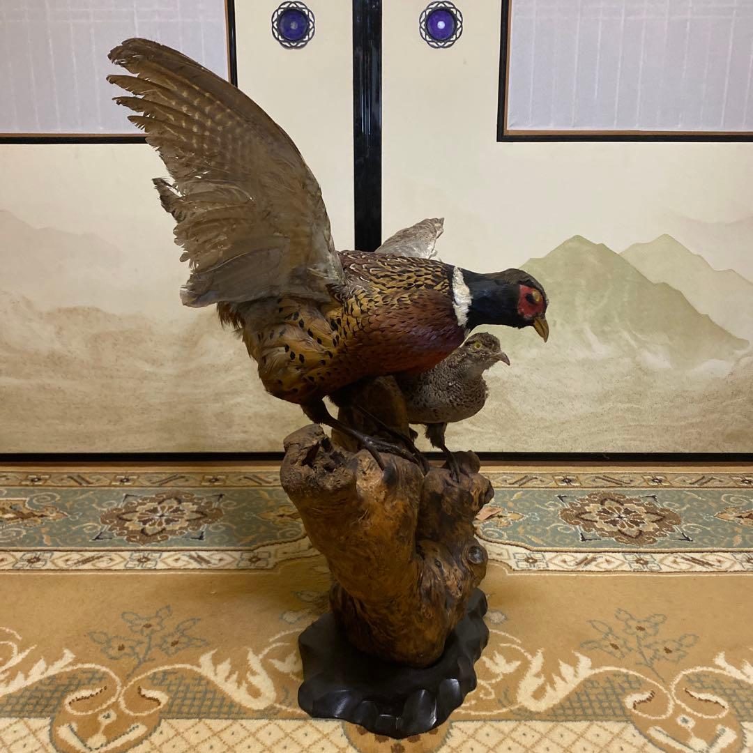 2匹の孔雀の剥製 (昭和期)