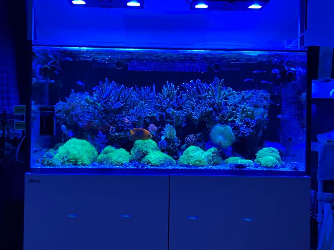 ボルクスジャパン　GrassyCore X200 LED照明　純正ワイヤー付き