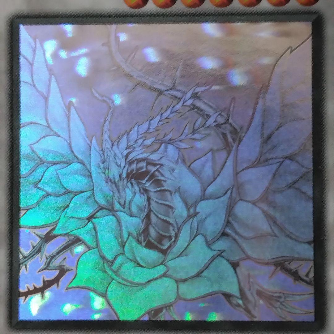 遊戯王　ブラックローズドラゴン　　英語　ゴースト　ホロ　csoc