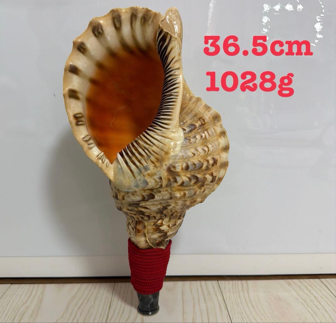 法螺貝 ほら貝 36.5cm‼️