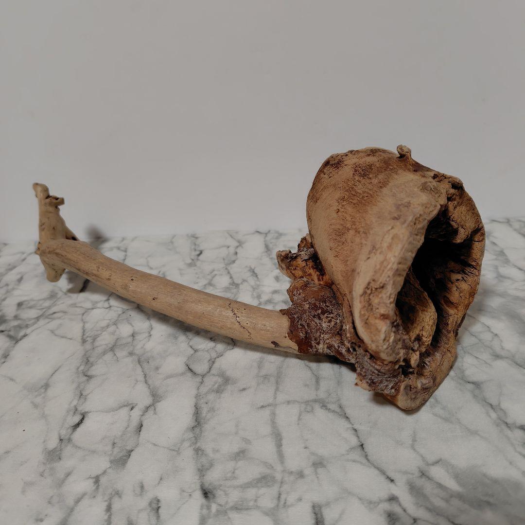 アク抜き済み流木【814】セール