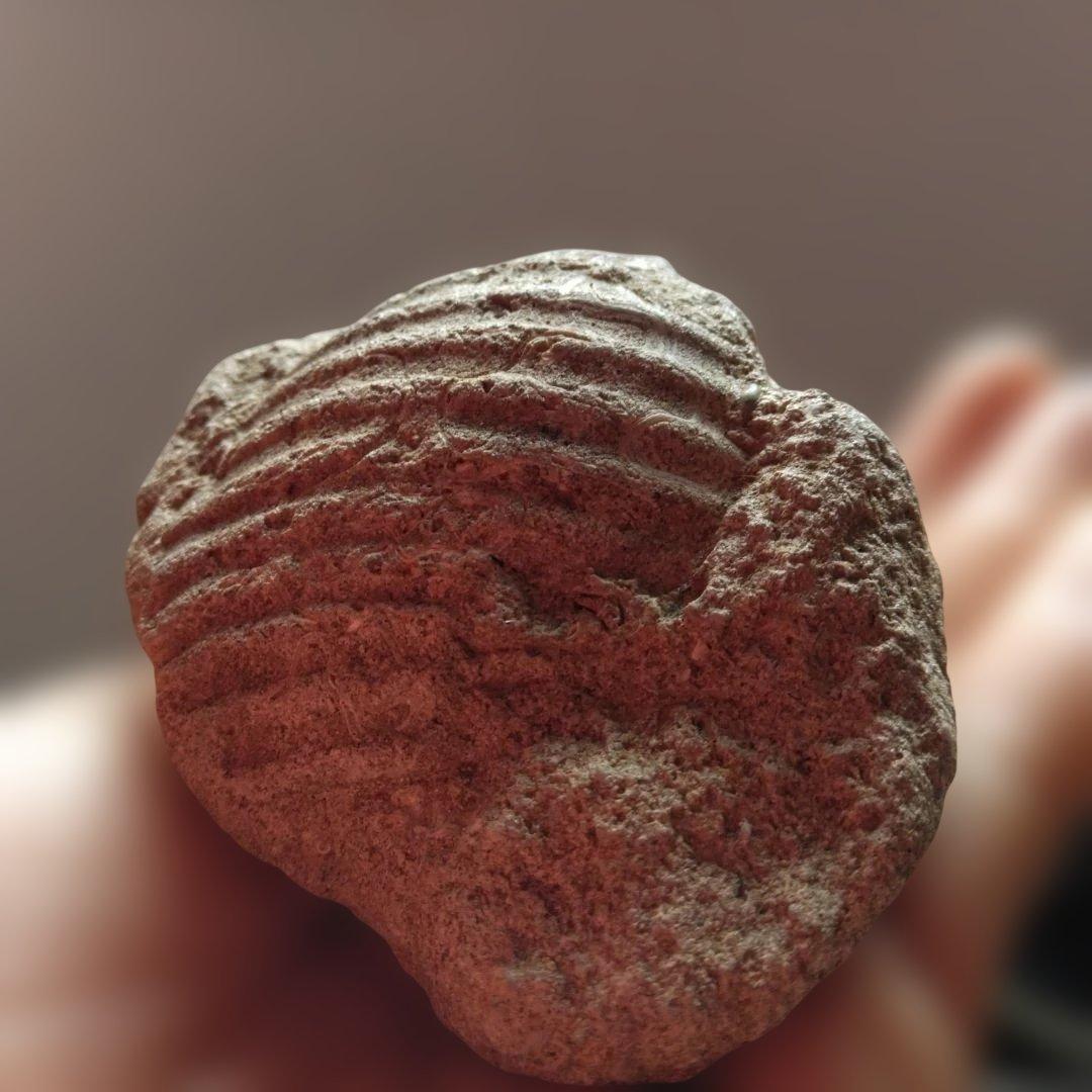 美術 デッサン用 コレクション 極美品 ハヤミア・レックス 化石