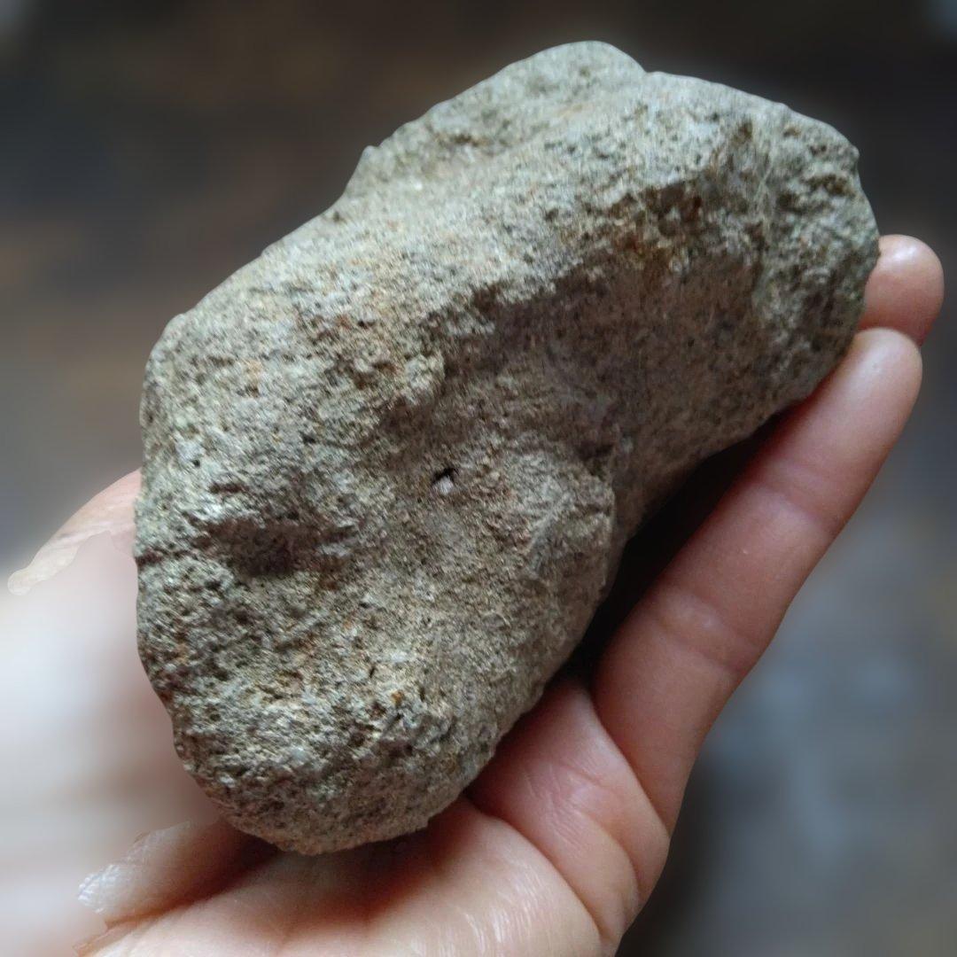 美術 デッサン用 コレクション 極美品 ハヤミア・レックス 化石