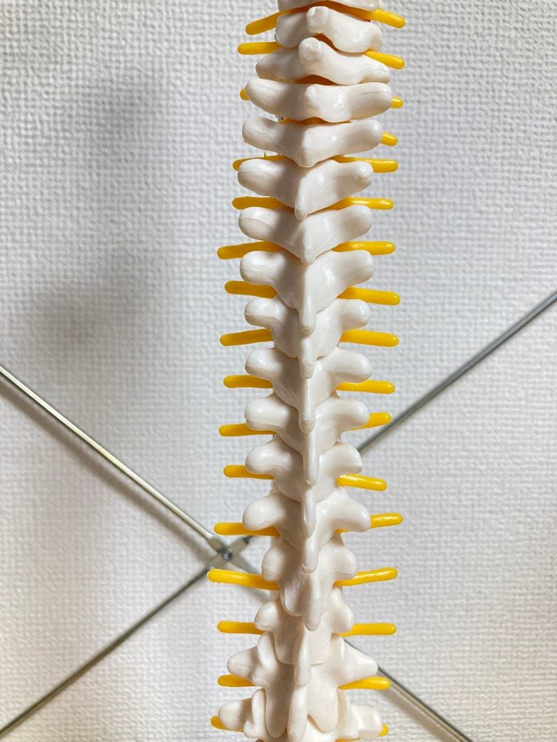 ☆ 激レア！！ 脊椎模型 約47cm 標本 人体模型 整体 骨格模型 骨格標本