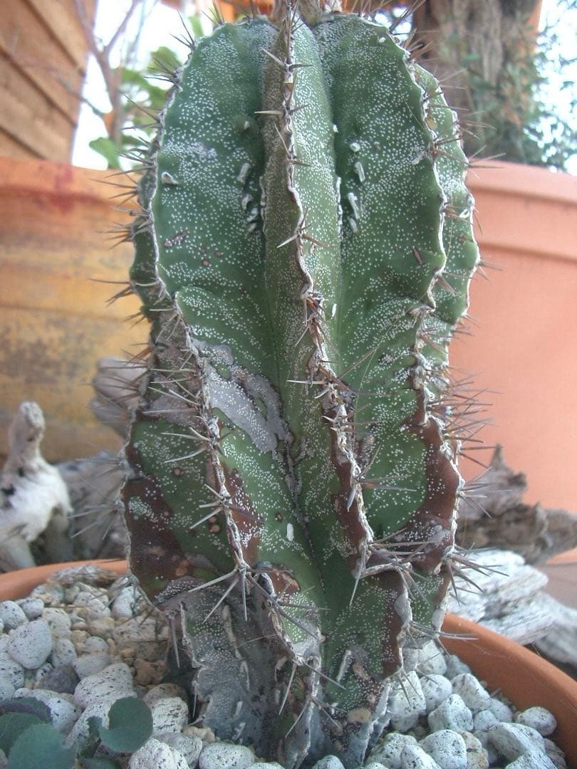 実写美⭕️良品【動作確認済】 CASIO EXILIM ZOOM EX-Z3