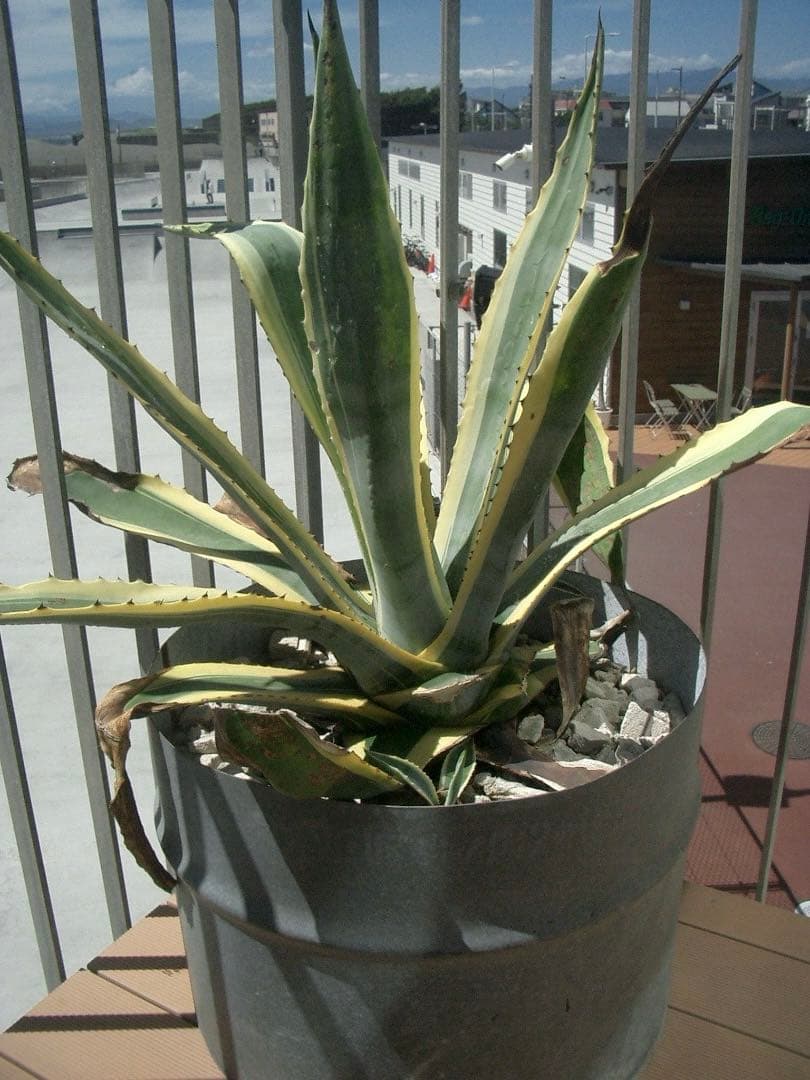 実写美⭕️良品【動作確認済】 CASIO EXILIM ZOOM EX-Z3