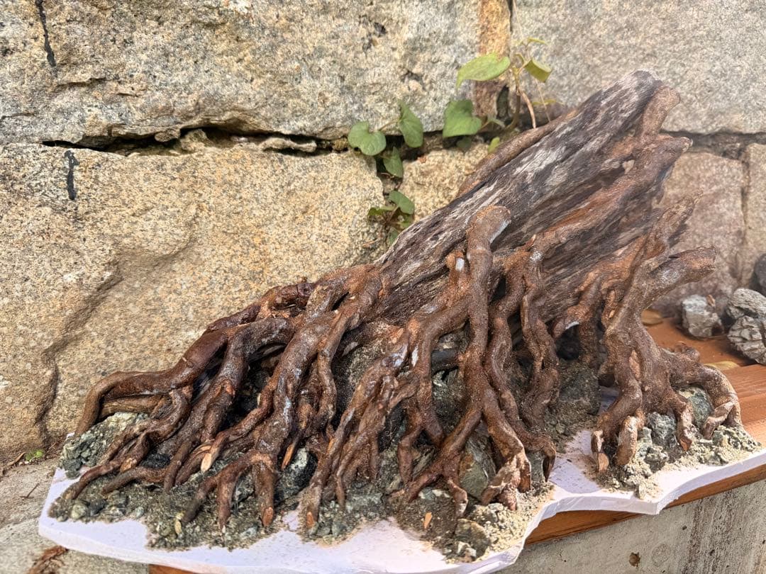 水槽用流木 大きめ 根の形状