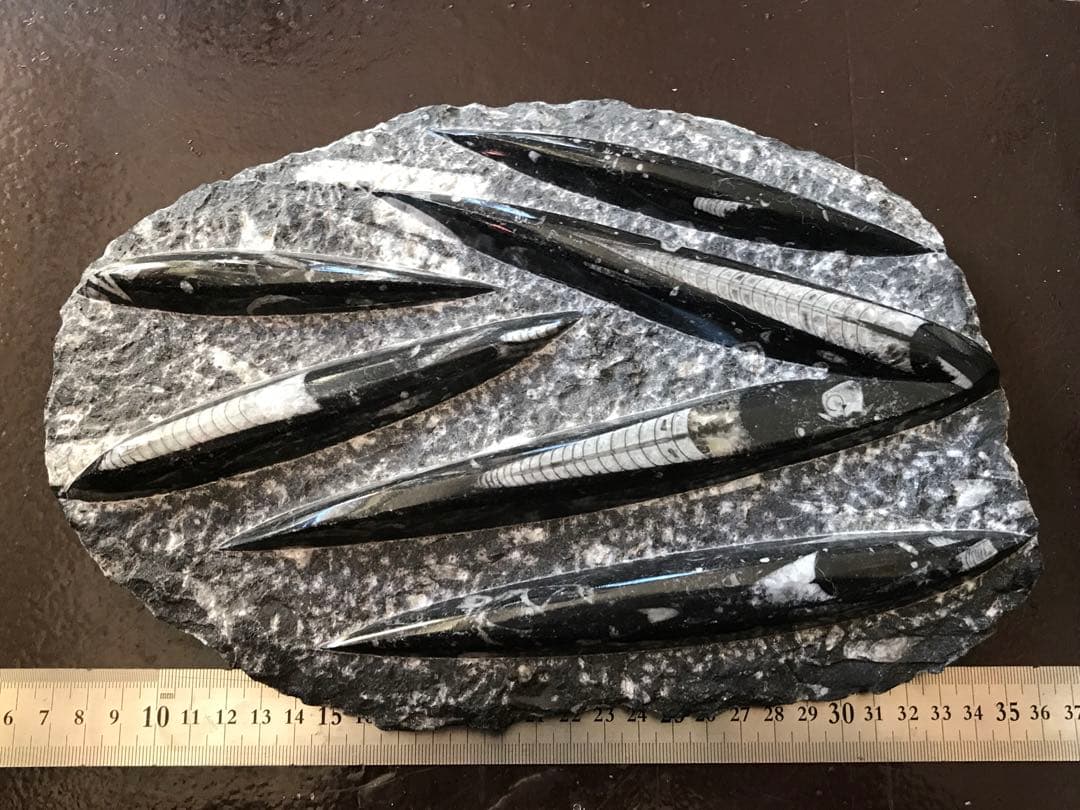 モロッコ産【オルソセラス群/直角貝群】古生代デボン紀/化石[002