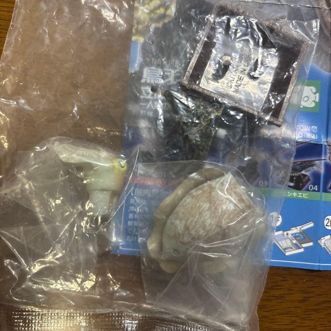 ネイチャーテクニカラー　コブシメ　鳥羽水族館