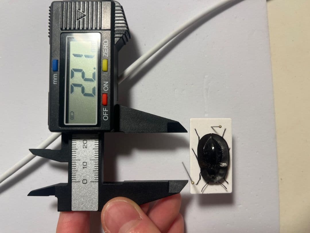 【属内最高峰】パイザラゴミムシ 巨大 昆虫標本 標本 甲虫 オサムシ ハンミョウ