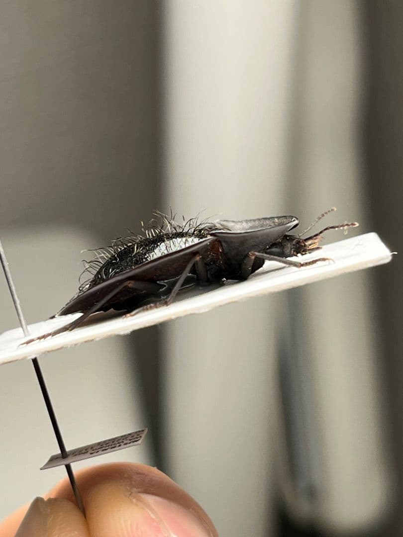 【属内最高峰】パイザラゴミムシ 巨大 昆虫標本 標本 甲虫 オサムシ ハンミョウ