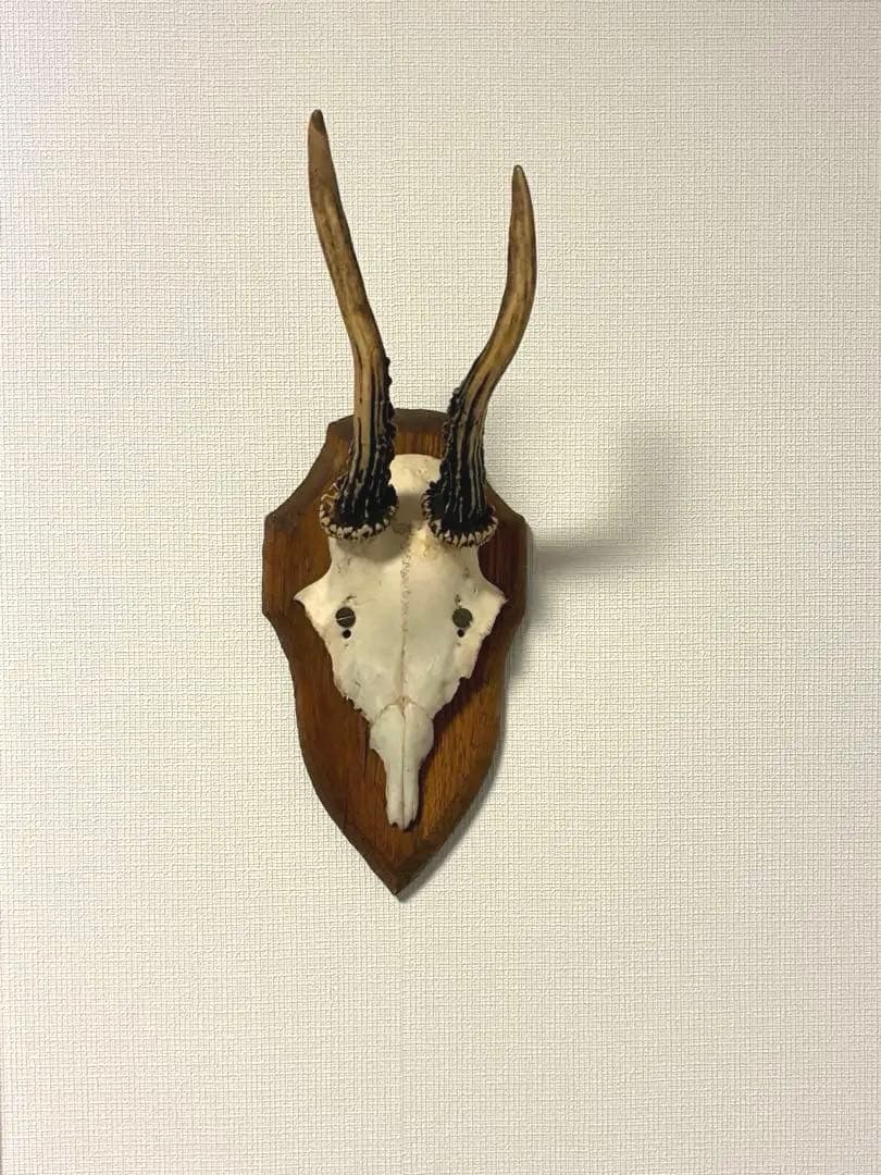 ブロカント アンティーク ハンティングトロフィー 鹿角 オブジェ