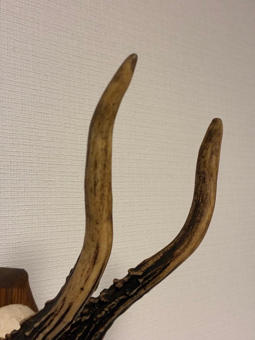 ブロカント アンティーク ハンティングトロフィー 鹿角 オブジェ