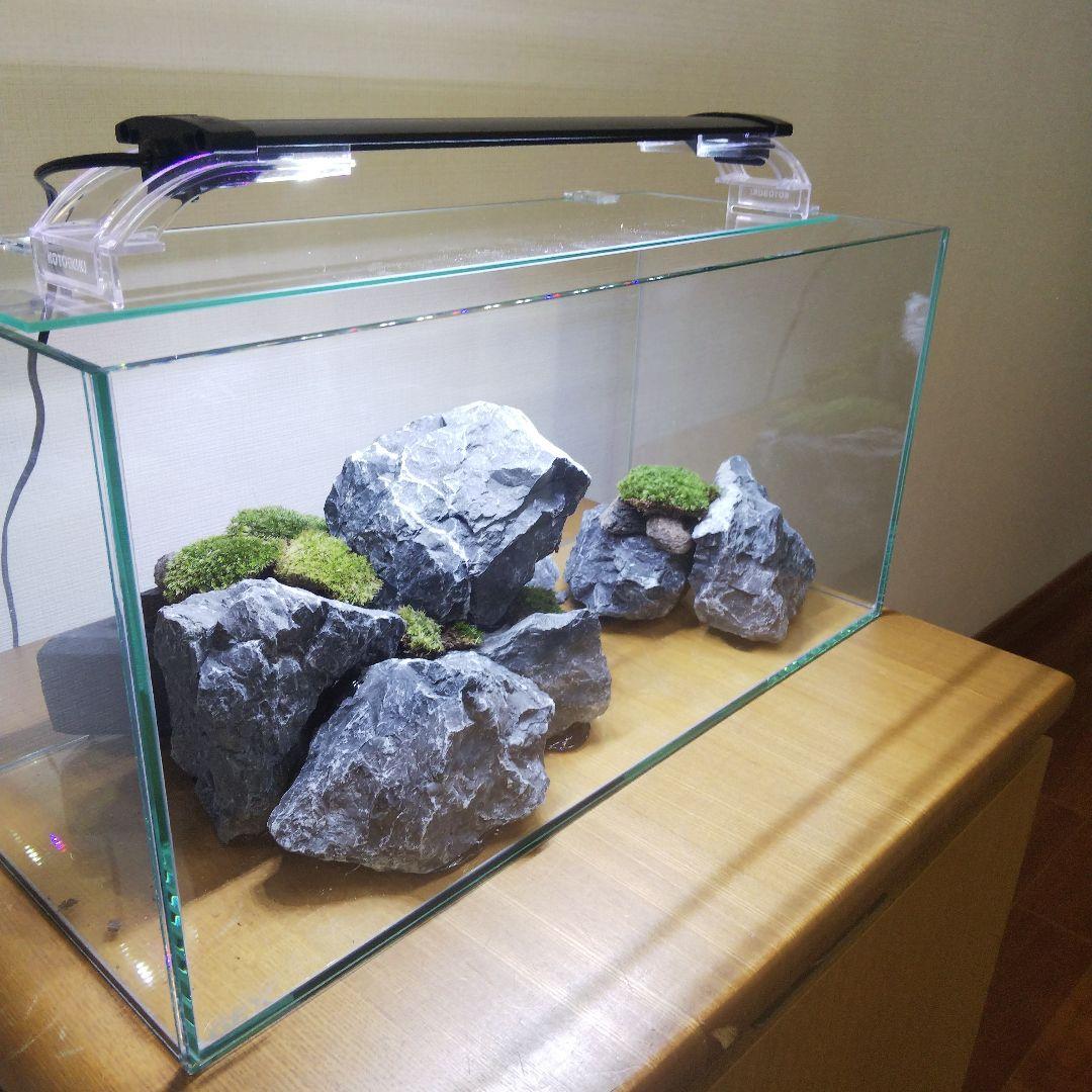 【完成品】アクアテラリウム　イモリウム　苔テラリウム