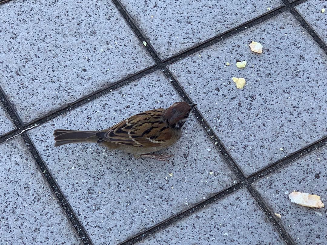 みくさん専用　三玖ローソン缶バッジ