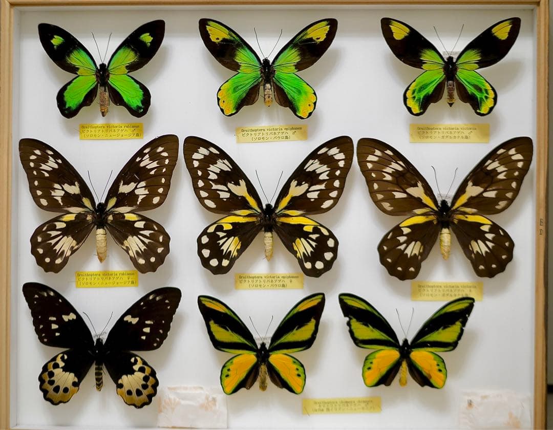 稀少種 極美 珠玉標本 大型ビクトリアトリバネアゲハ 産地別コレクションドイツ箱