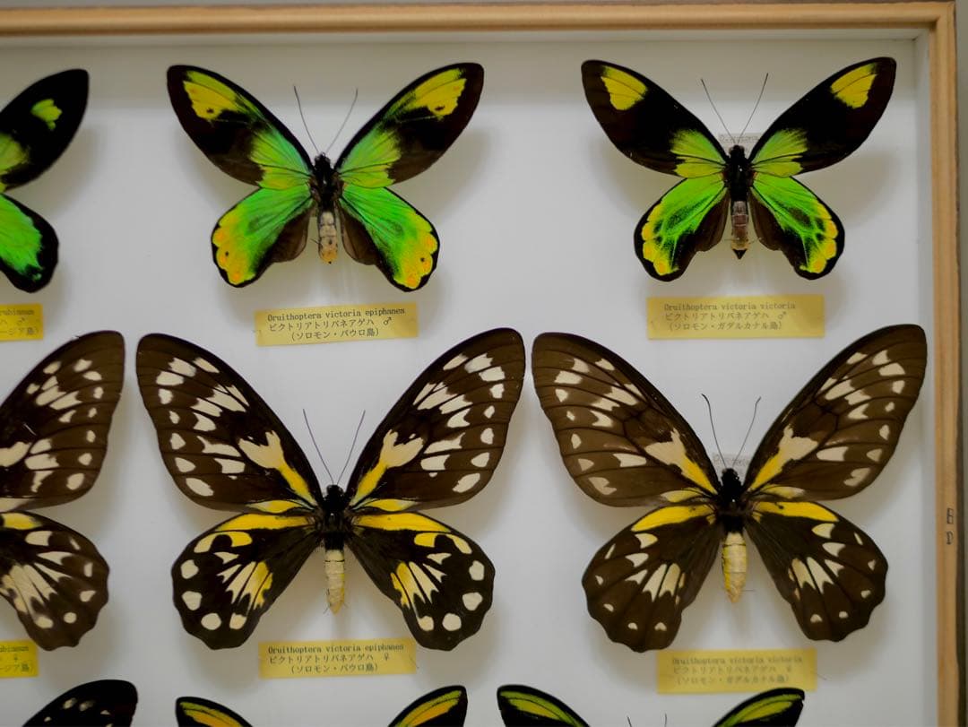 稀少種 極美 珠玉標本 大型ビクトリアトリバネアゲハ 産地別コレクションドイツ箱