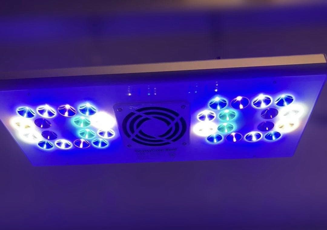 ボルクスジャパン　グラッシーコアリーフ