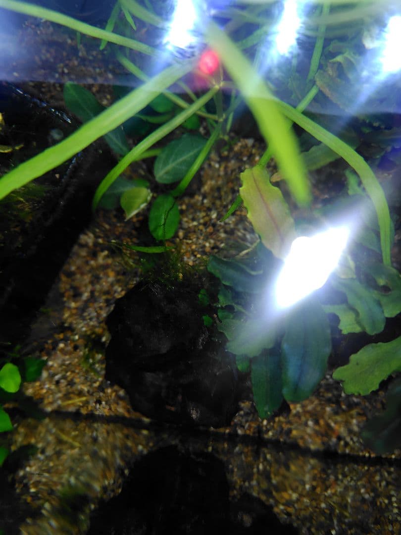 ブセファランドラ　レッドガイア激レア　水中葉一株