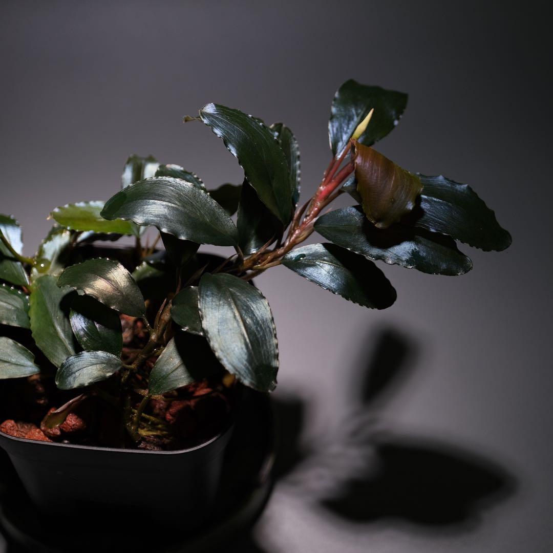 TE2025さん ブセファランドラ